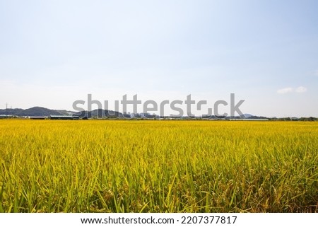 Ripe rice on a large farm. Beautiful golden paddy fields and rice ears. An annual edible crop belonging to the genus Rice family. About 40% of the world's population uses stocks