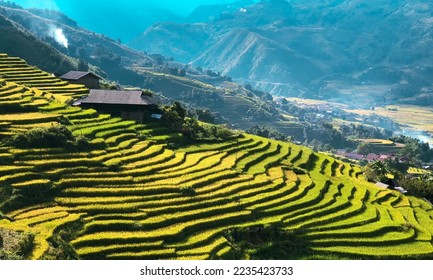 Ripe rice season in Sa Pa, Lao Cai, Viet Nam - Shutterstock ID 2235423733