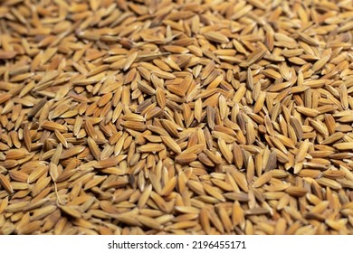 Ripe Rice Seed Close Up Texture Background