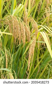 Ripe rice, which is the staple food of people living in southern China.
