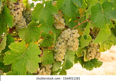 Ripe Riesling Grapes On Vine In Vineyard In Yakima Valley, Washington