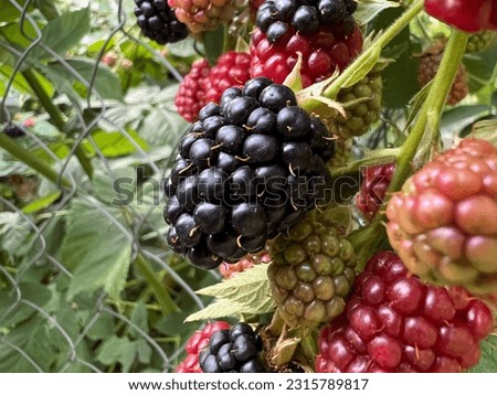 Ripe, ripening, and unripe Allegheny blackberries (Rubus allegheniensis). Macro view in farm garden