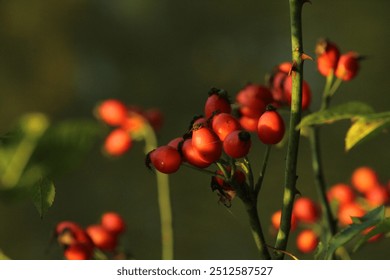 Ripe rose hips on a bush. Rosehip. Fruit and vegetables. Plant and plants. Tree and trees. Nature photography. Beautiful autumn background with red hips 