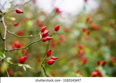 Ripe rosehip berries close up