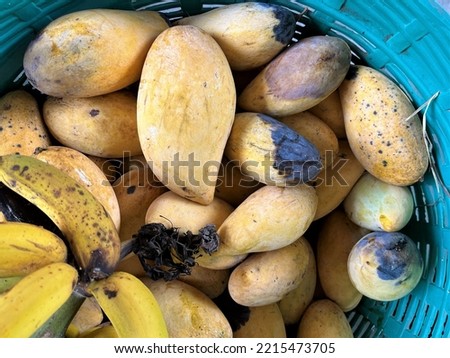 Ripe and rotten mangoes. Tripical fruit