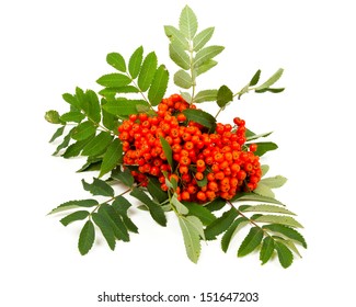 Ripe Rowan Isolated On White