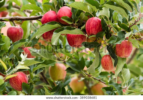 ripe royal gala apples on a apple\
tree at new zealand apple orchard before picking\
season