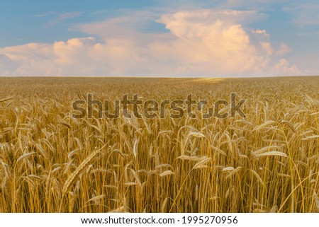 Ripe rye field under summer sunset sky with clouds. Golden field of ripe rye. Wheatfield cloudscape.