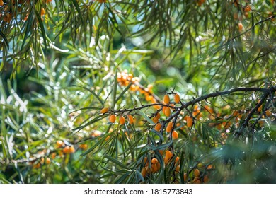 Ripe sea buckthorn berries. Fruit autumn garden	 - Shutterstock ID 1815773843