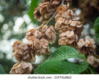 Ripe Seed Of Scots Elm (Ulmus Glabra) On Small Twigs.