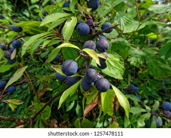 Ripe Sloe Berries In A Hedgerow. The Astringent Fruit Is Used To Make Sloe Gin