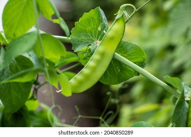 Ripe snap peas ready to be eaten. - Powered by Shutterstock