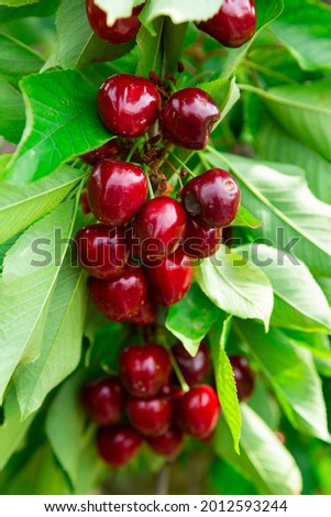 Ripe sour cherries growing on cherry tree, fruit summer concept
