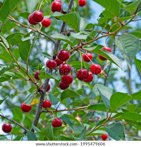 Similar – Image, Stock Photo Cherries (shortly before harvest)