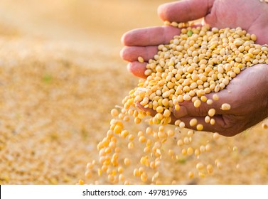 Ripe soya bean seed in hands of farmer