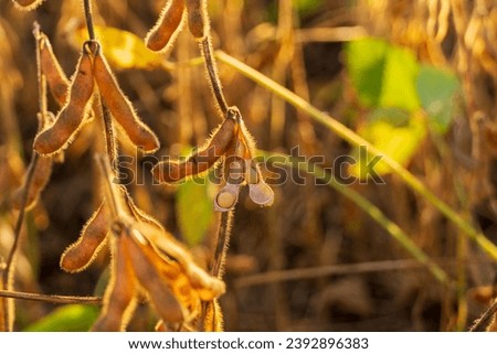 Ripe soybean pods. Closeup of Ripe soybean plant. Agriculture.