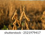 Ripe soybeans against the background of a soybean field. Soybeans are ready for harvesting. A good soybean harvest