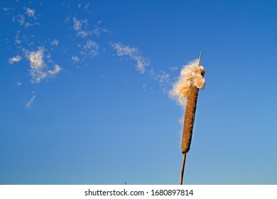 Ripe spike of Common Bulrush, releasing fluffy achenes, against a blue sky