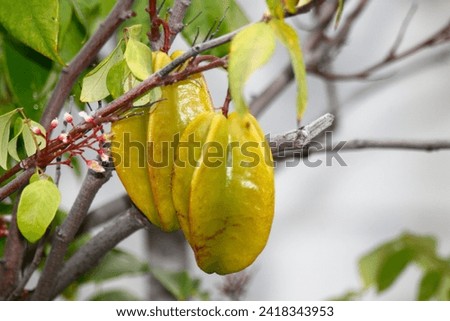 Ripe star fruit on a tree photographed close up.