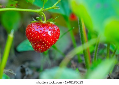 Ripe strawberries with holes made by a slug. The slug-pest Arion vulgaris snail parasitizes the strawberry beds of the garden field, eating ripe berries.