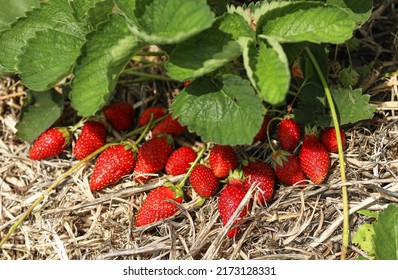 ripe strawberries on a bed of mulched straw - Powered by Shutterstock