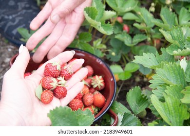 Ripe Strawberries On A Woman's Palm, Berry Harvest, Fruit Picking, Summer Food