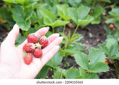 Ripe Strawberries On A Woman's Palm, Berry Harvest, Fruit Picking, Summer Food