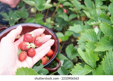 Ripe Strawberries On A Woman's Palm, Berry Harvest, Fruit Picking, Summer Food