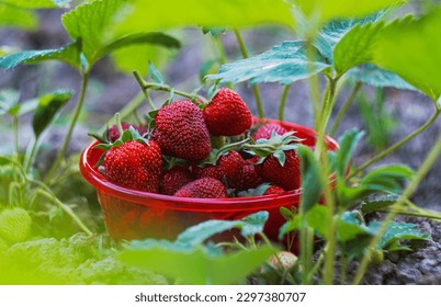 Ripe strawberries in a red bowl in a strawberry field - Shutterstock ID 2297380707