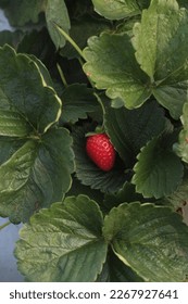 ripe strawberry in green garden india - Shutterstock ID 2267927641