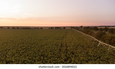 Ripe Sunflower Field View From A Drone At Sunset, Aerial Photography. Farm Landscape.