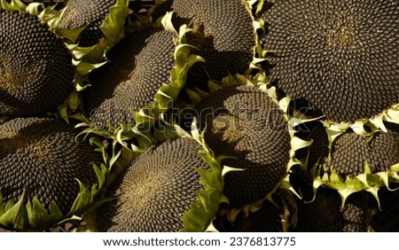 Ripe sunflowers heads with black sunflower seeds close-up. Harvest sunflower. Agriculture.