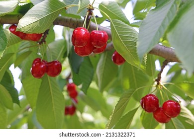 Ripe sweet cherry fruit on a branch in the orchard ready for picking