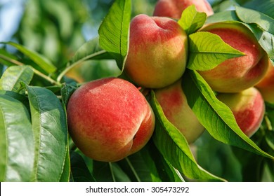 Ripe Sweet Peach Fruits Growing On A Peach Tree Branch In Orchard