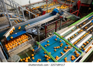 Ripe tangerines on the conveyor belt of a fruit processing plant. Top view. - Shutterstock ID 2257189117