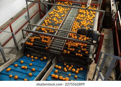 Ripe tangerines on the conveyor belt of a fruit processing plant. Top view. - Shutterstock ID 2275562899