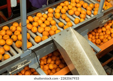 Ripe tangerines on the conveyor belt of a fruit processing plant. - Shutterstock ID 2282067933