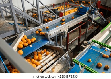 Ripe tangerines on the conveyor belt of a fruit processing plant. Top view. - Shutterstock ID 2304973535