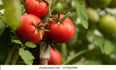 Ripe Tomato In Garden