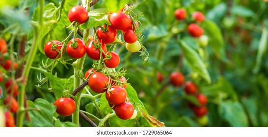 Ripe tomato plant growing in greenhouse. Fresh bunch of red natural tomatoes on a branch in organic vegetable garden. Blurry background and copy space for your advertising text message. - Shutterstock ID 1729065064