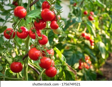 Ripe tomato plant growing in greenhouse. Fresh bunch of red natural tomatoes on a branch in organic vegetable garden. Blurry background and copy space for your advertising text message. - Shutterstock ID 1756749521