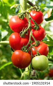 Ripe tomato plant growing in greenhouse. Fresh bunch of red natural tomatoes on branch in organic vegetable garden. Organic farming, healthy food, BIO viands, back to nature concept.