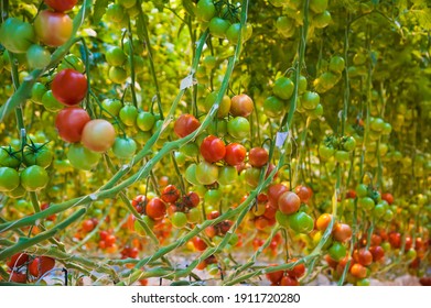 Ripe Tomato Plant Growing In Greenhouse. Tasty Red Heirloom Tomatoes