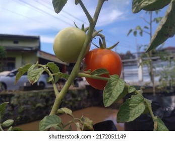 Ripe Tomato Plant Growing In Greenhouse. Tasty Red Heirloom Tomatoes. Blurry Background And Copy Space