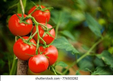 Ripe Tomato Plant Growing In Greenhouse. Tasty Red Heirloom Tomatoes. Blurry Background And Copy Space