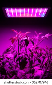 Ripe Tomato Plant Under LED Grow Light