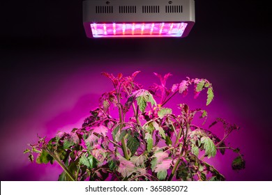 Ripe Tomato Plant Under LED Grow Light