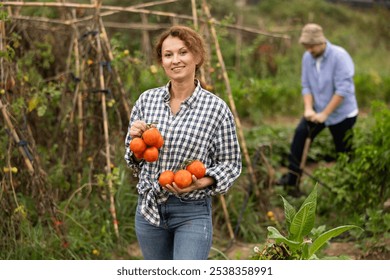 Lot of ripe tomatoes barely fit in hands of young woman. Female peasant checkered shirt collects tomatoes in garden, cuts ripe fruits from bushes - Powered by Shutterstock