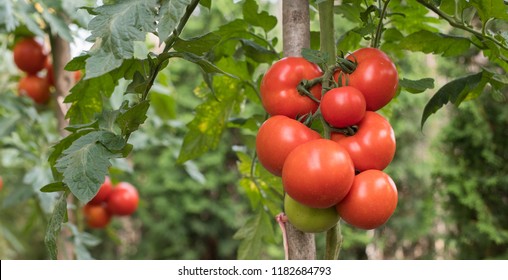 Ripe Tomatoes In Garden Ready To Harvest