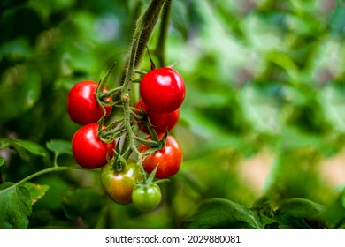 Ripe tomatoes growing on vine in organic vegetable garden. Red cherry heirloom tomatoes. Solanum lycopersicum. Copy space. Bokeh background. - Powered by Shutterstock